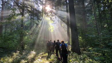 A fák között beszűrődő napsugarak mesebelivé varázsolták az erdőt_FOTÓ Kismihály Boglárka