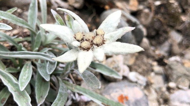 Az egyik túratársunk vidáman felkiáltott, amikor észrevett egy havasi gyopárt, amely az EKE szimbóluma_FOTÓ Kismihály Boglárka