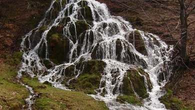erdei forrás