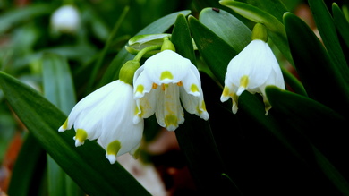 Idén márciusban háromszor is megcsodálhatjuk a tőzikék virágzását.