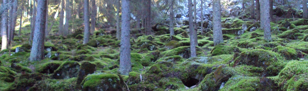 erdő 