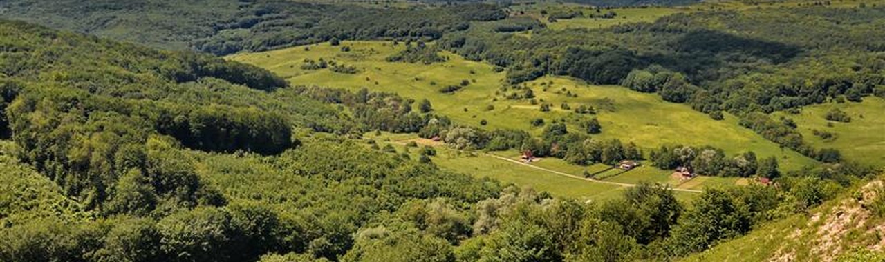 Bükki erdő