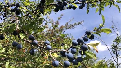 Helyenként nagy szemű kökényekkel ajándékozott meg a természet.