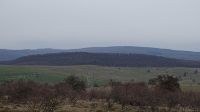 A Bácsi-erdő