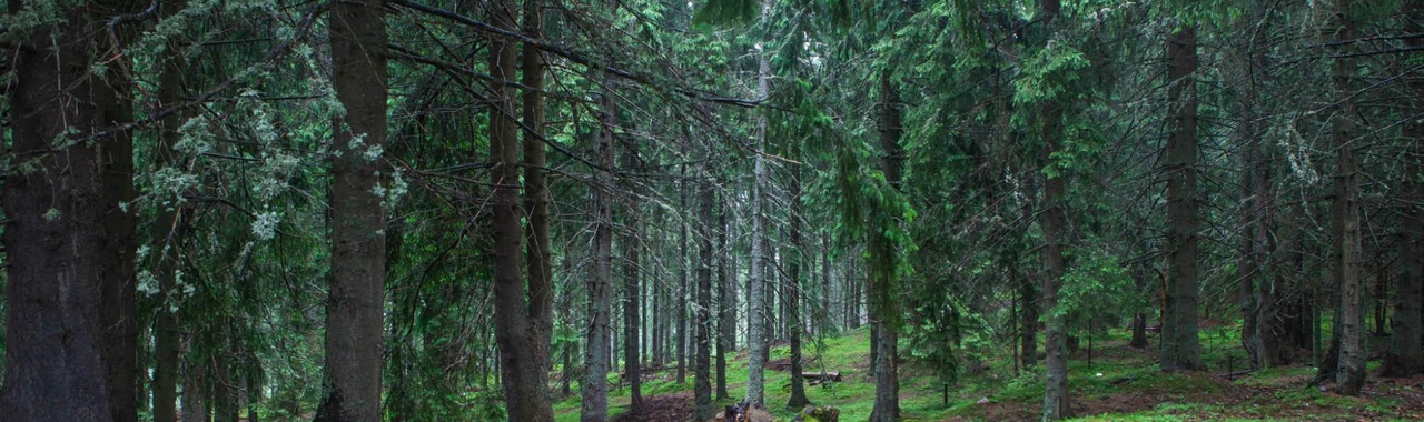 erdő