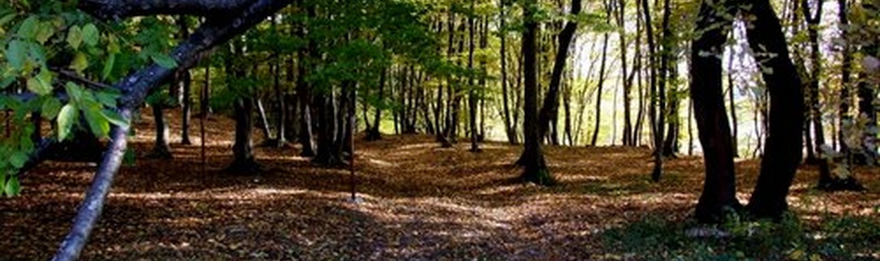 Bükki erdő