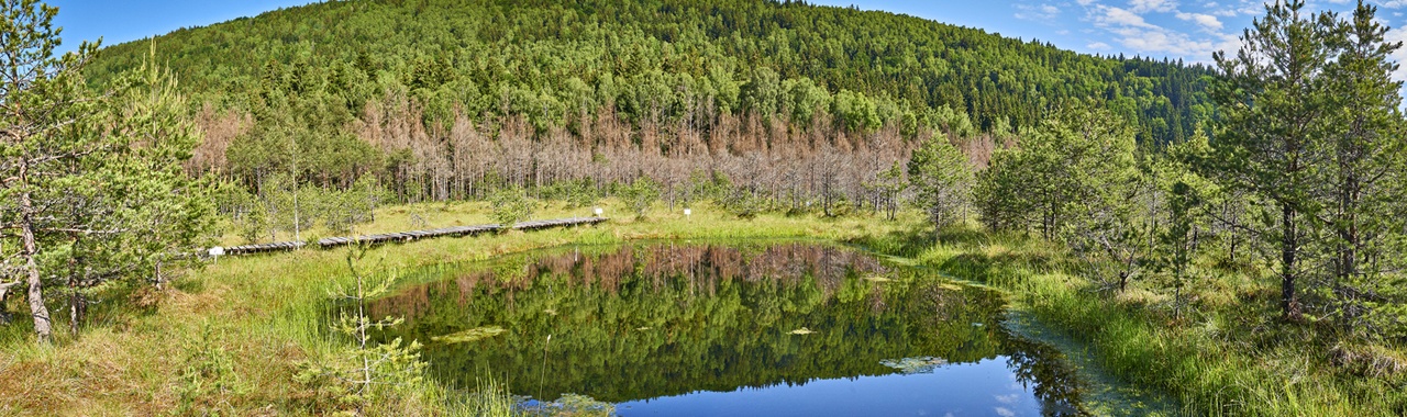 Tőzegláp
