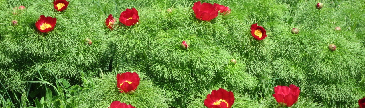 Mezőzáhi bazsarózsák