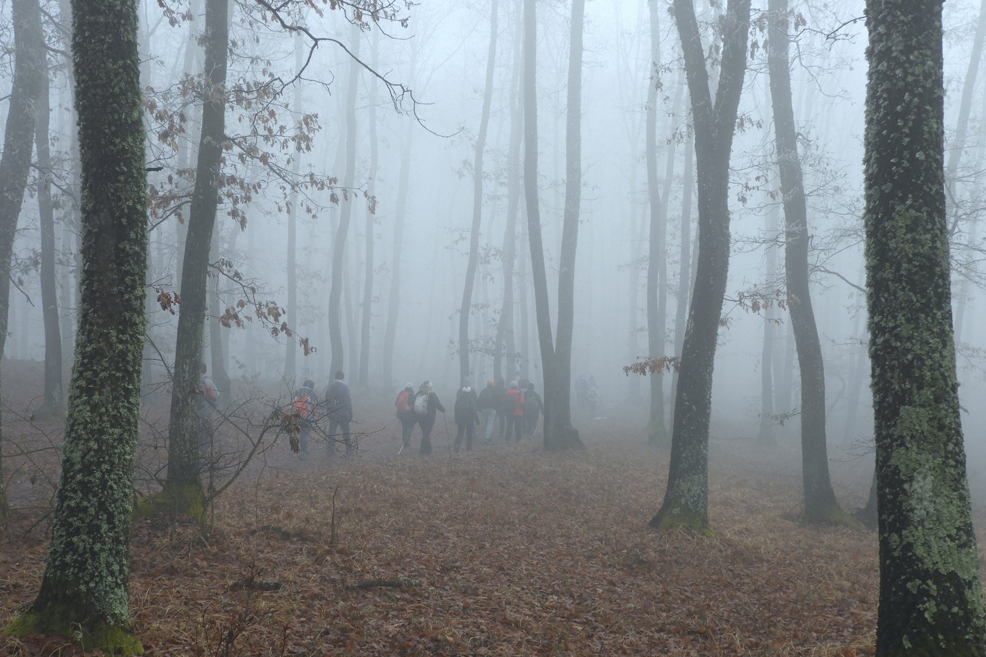 Decemberben megismételjük januári túránkat a kajántói tóhoz.